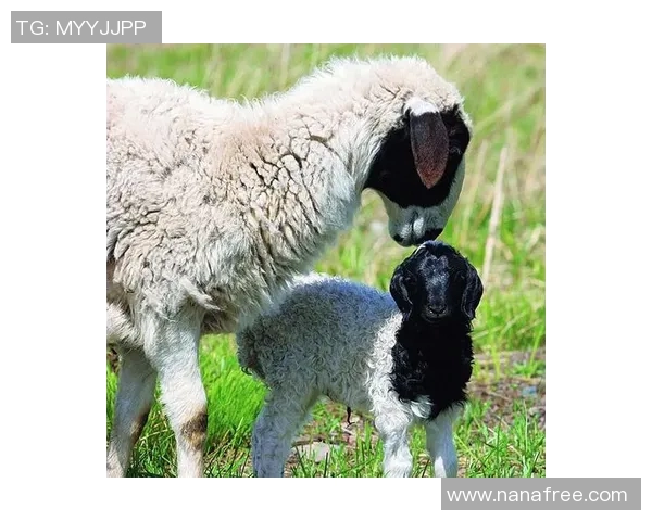 雄鹿的栖息地与习性探究：从森林到草原的生态适应与生存智慧